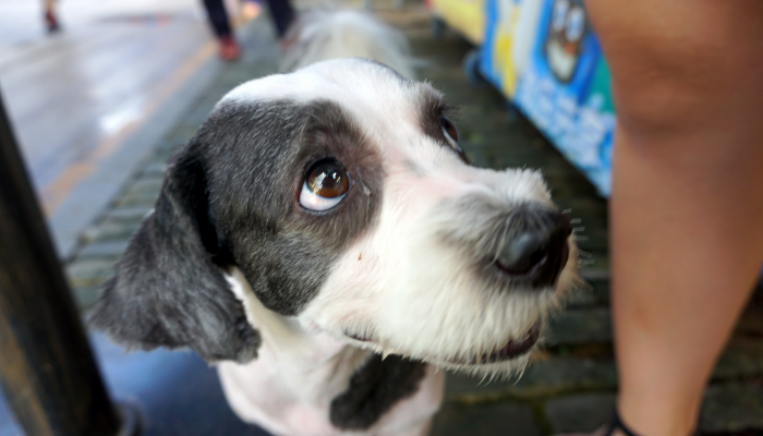 遇到狂犬病怎么辦？看這里！