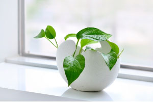 適合“共處一室”的植物有哪些？